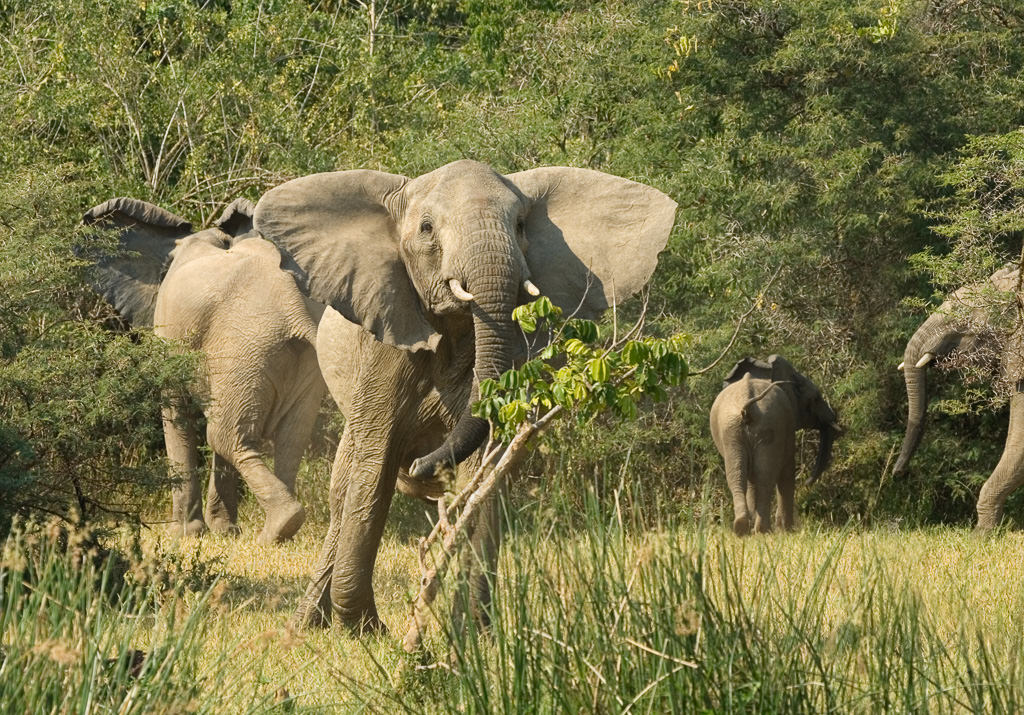 African Elephant (6 of 7)