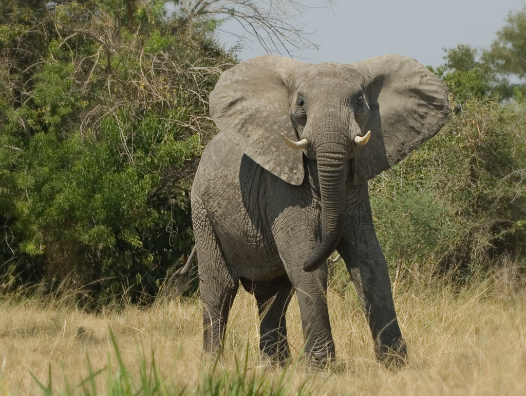 African Elephant (7 of 7)