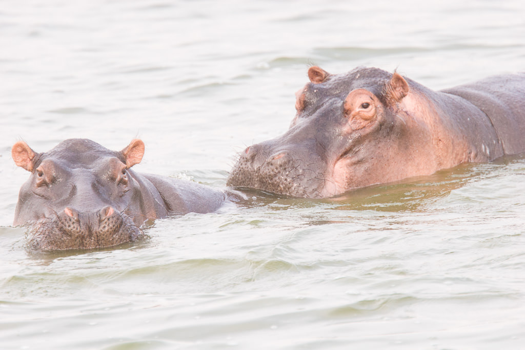 Hippopotamus (1 of 3)