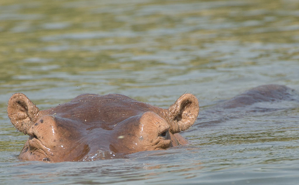 Hippopotamus (2 of 3)