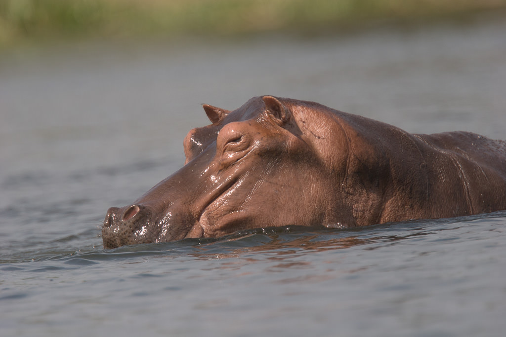 Hippopotamus (3 of 3)