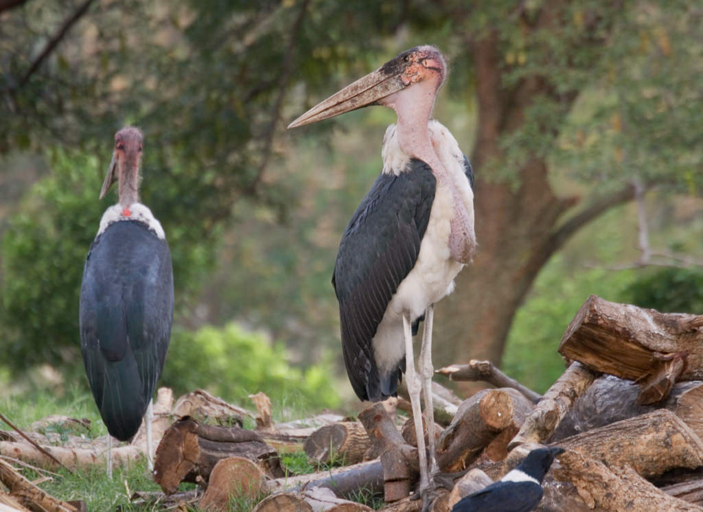 Marabou Stork (leptoptilos crumeniferus)