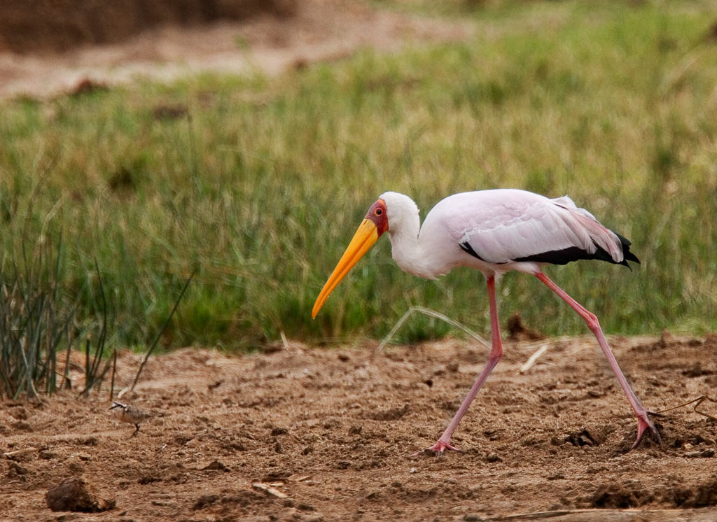 Yellow-billed Stork (mycteria ibis) (2 of 2)
