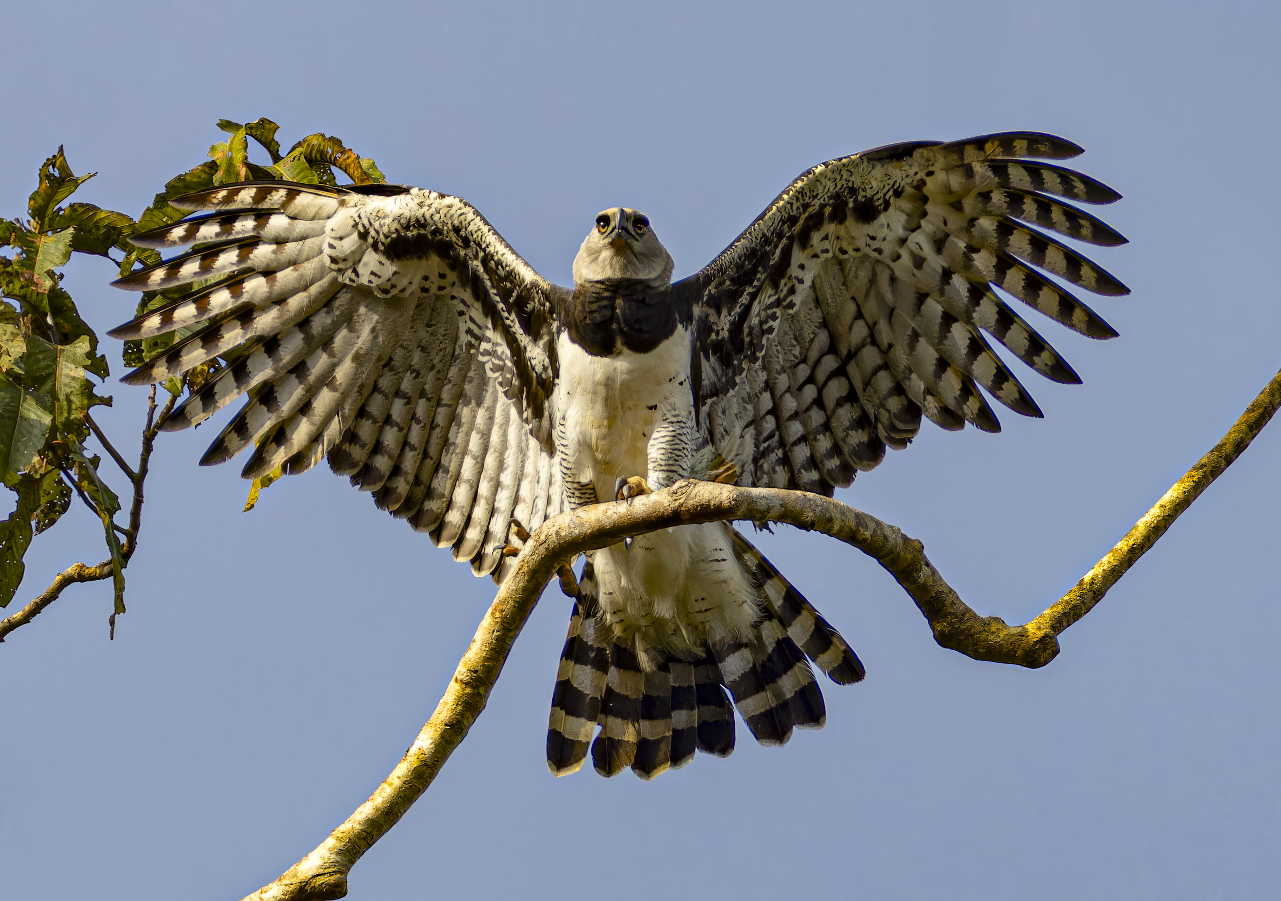 Harpy Eagle