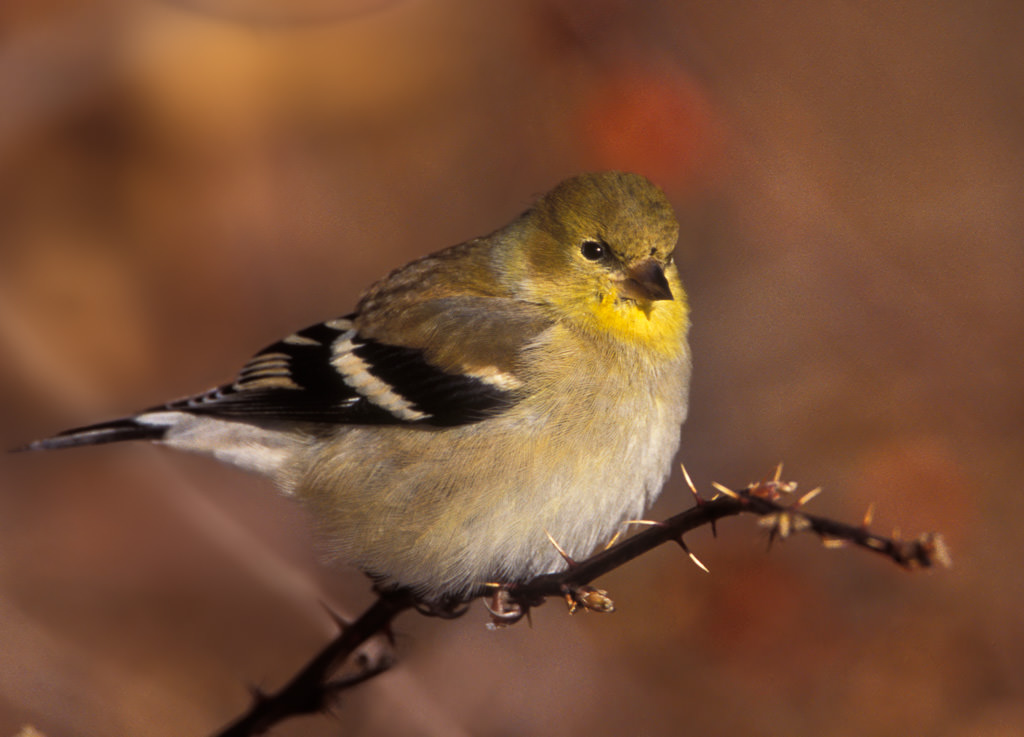 American Goldfinch (Carduelis tristis)