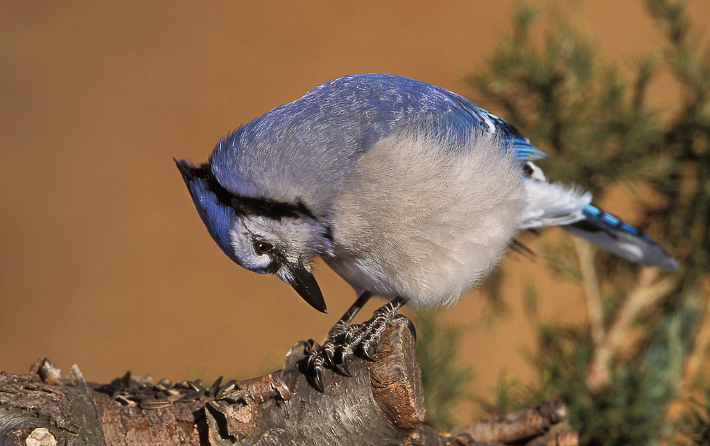 BlueJay (Cyanocitta cristata)-2