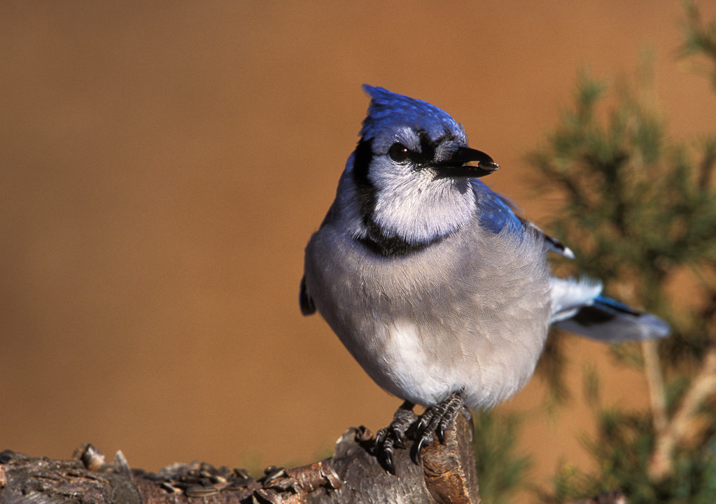 BlueJay (Cyanocitta cristata)-3