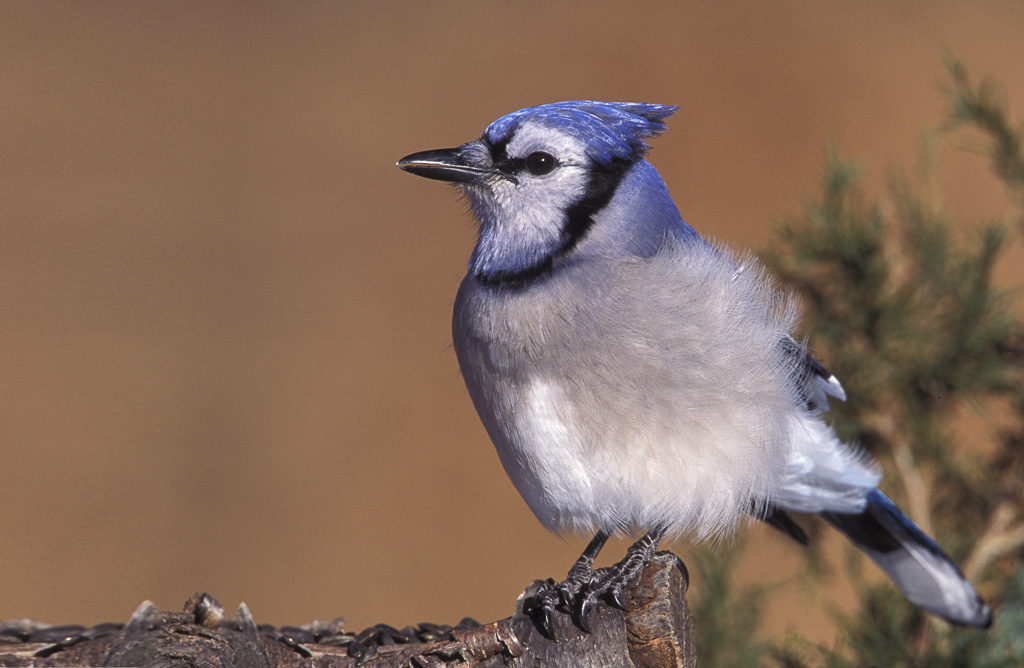 BlueJay (Cyanocitta cristata)-4