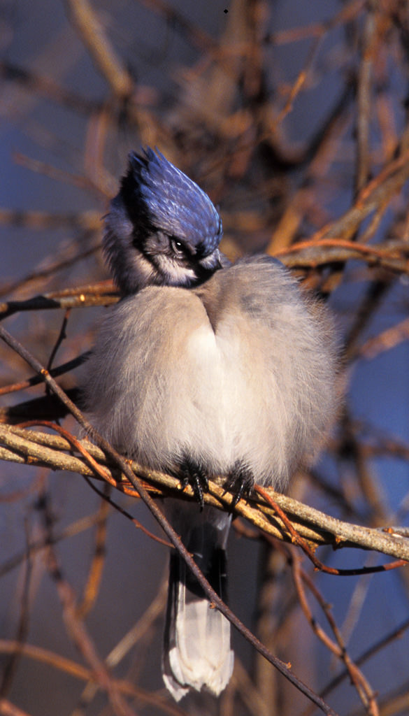 BlueJay (Cyanocitta cristata)