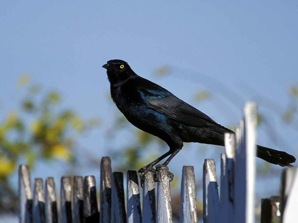 Common Grackle (Quiscalis quiscala)