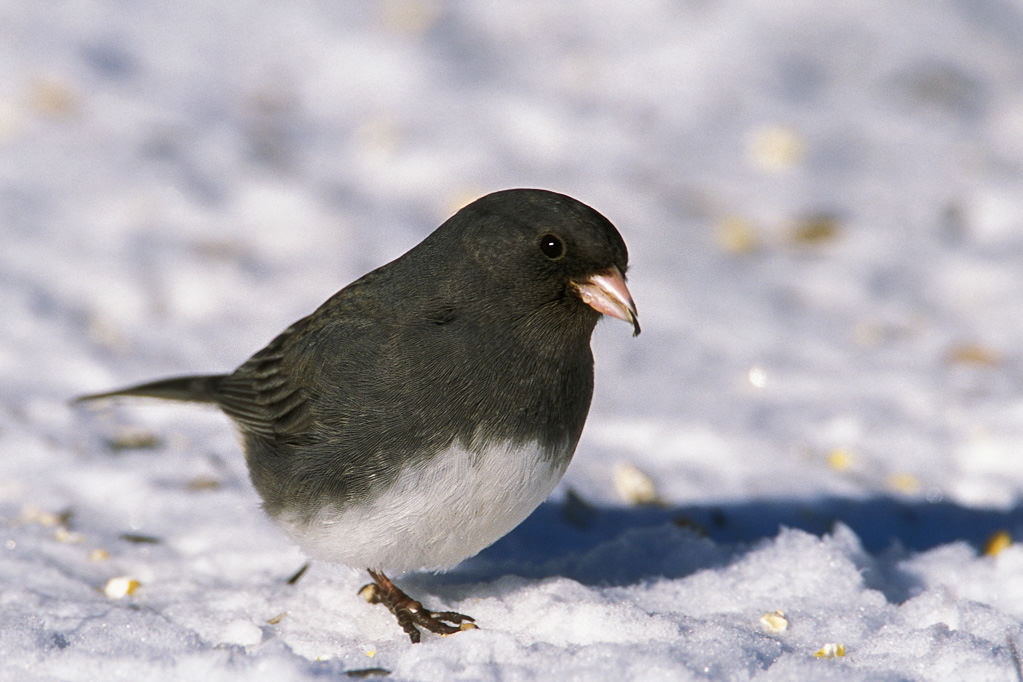 Dark-eyed Junco (Junco heyemalis)