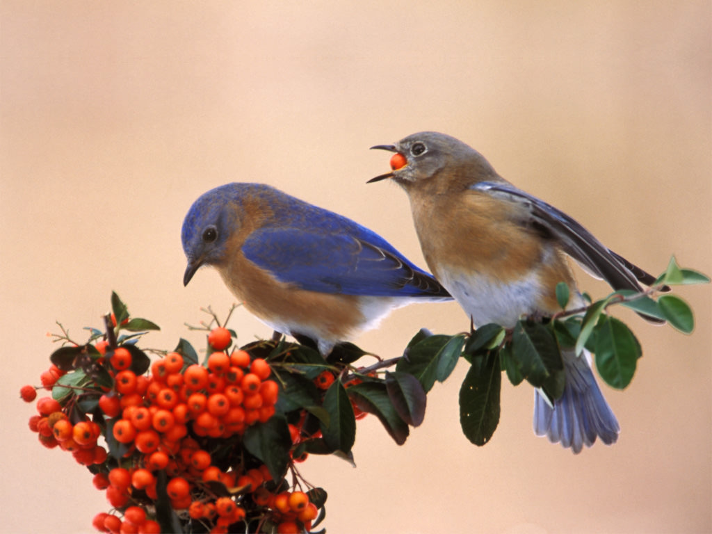 Eastern Bluebird (Siala sialis)-1