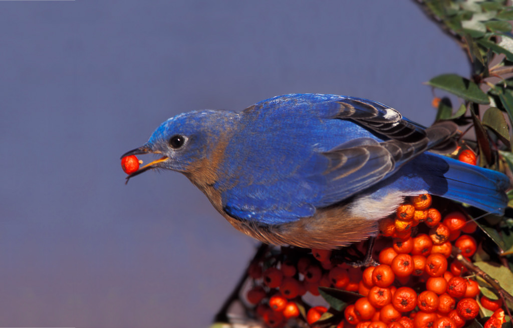 Eastern Bluebird (Siala sialis)-2