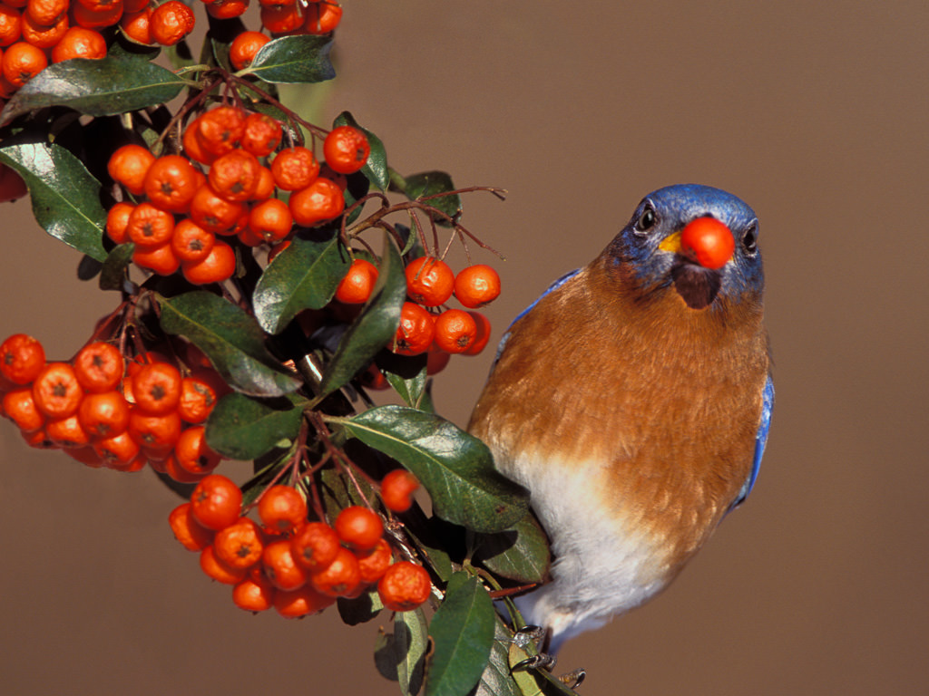 Eastern Bluebird (Siala sialis)-3