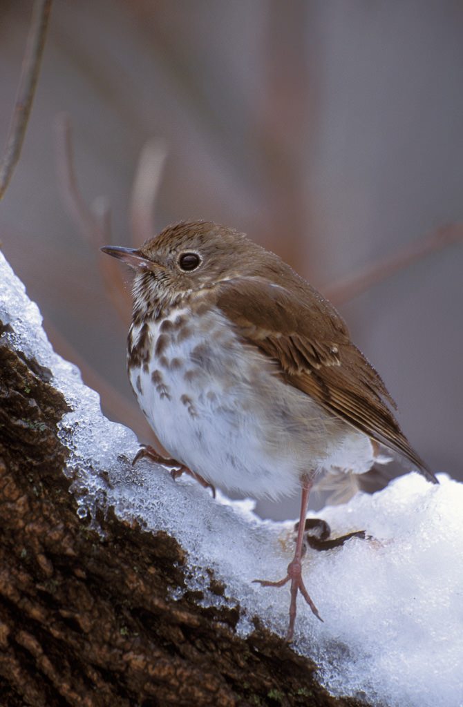 Hermit Thrush (Chatarus guttatus)