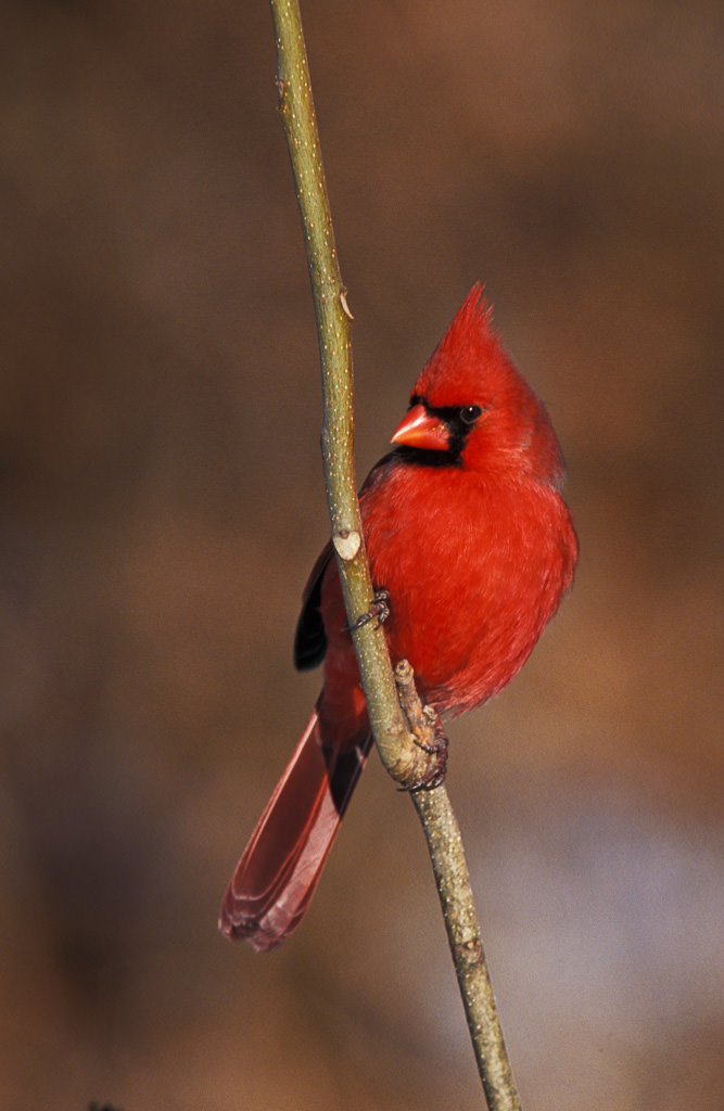 Northern Cardinal (Cardinalis cardinalis)