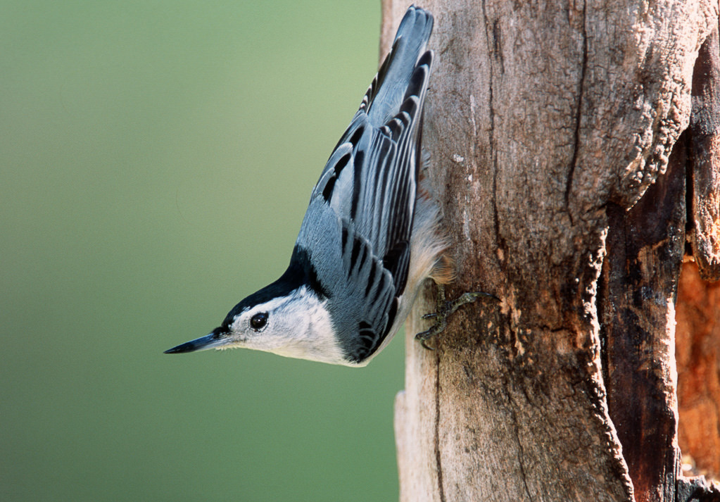 White-breasted Nuthatch (Sitta carolinensis)