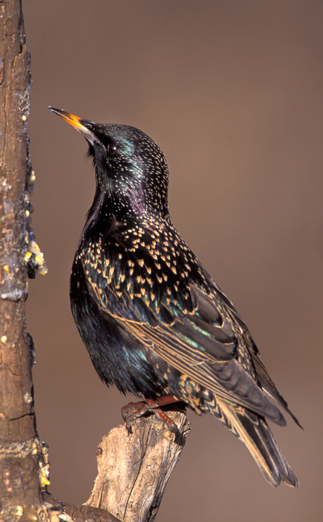 New Jersey Birds